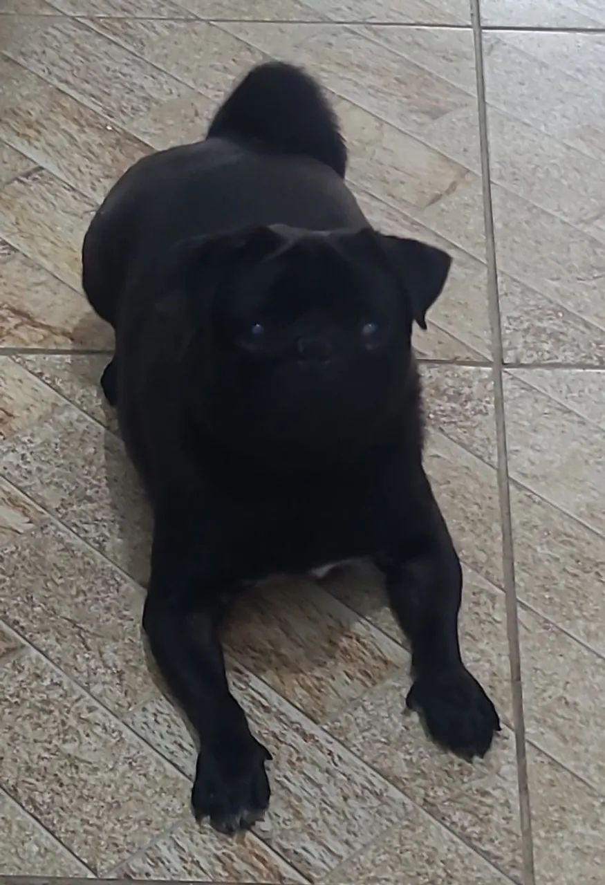 Pug black