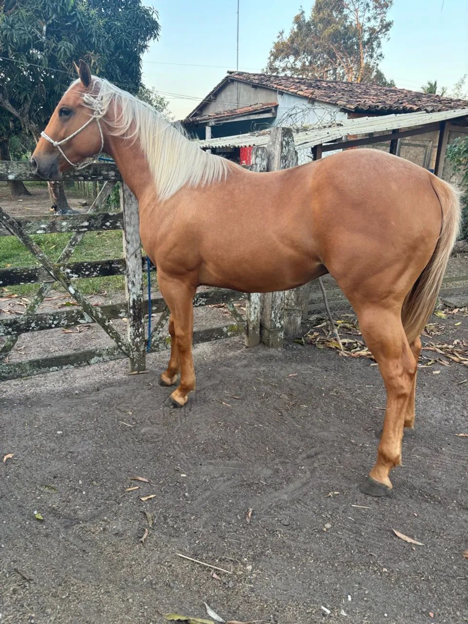 Potro Quarto de Milha. - Foto 2