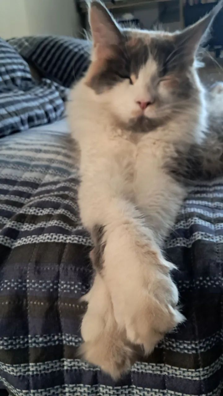 Gata Maine Coon - Foto 3