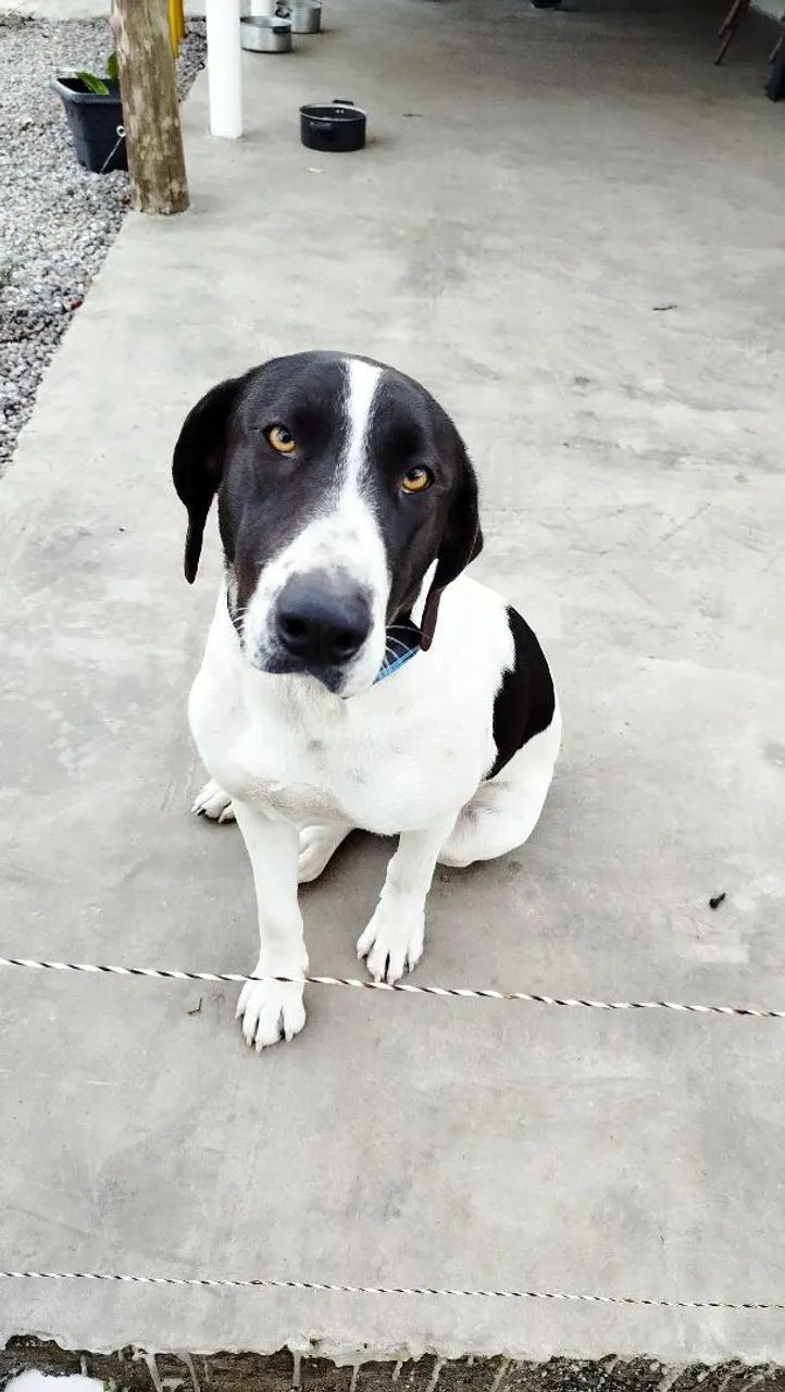Doa se cachorra Fêmea  mistura de border collie 