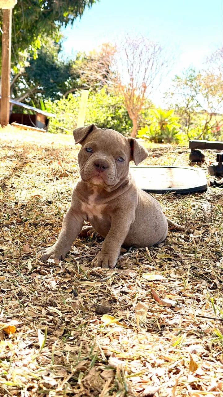 Filhotes American Bully Micro - Foto 4