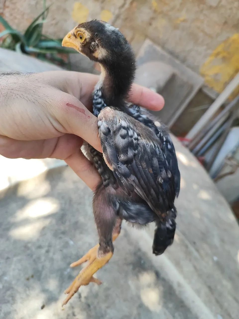 Vendo raça Índio  - Foto 4