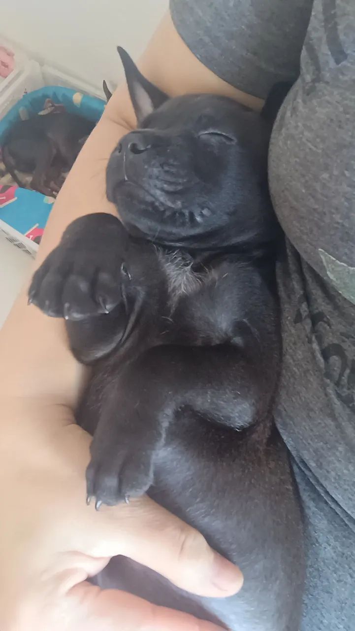 Pitbull  - Foto 2