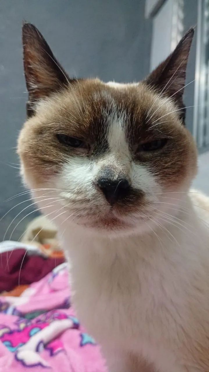 Gata - Foto 3