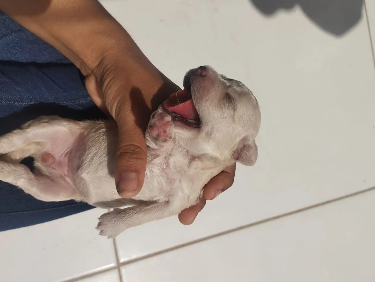 Cachorro Poodle