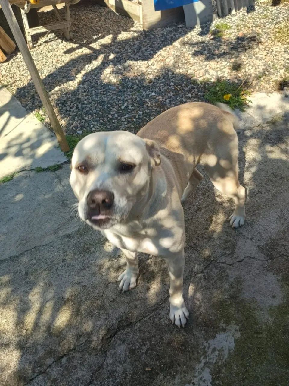 Doando cachorro (scobby)  - Foto 3