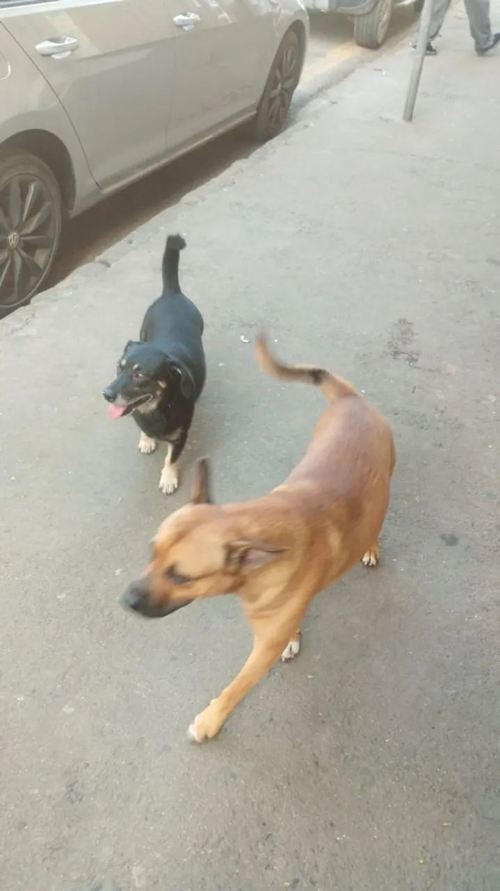 Doação responsável  - Foto 5