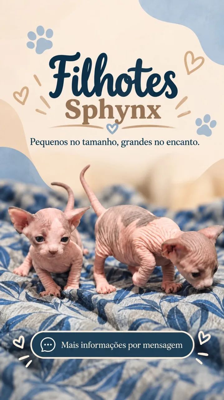 Animal - Foto 2