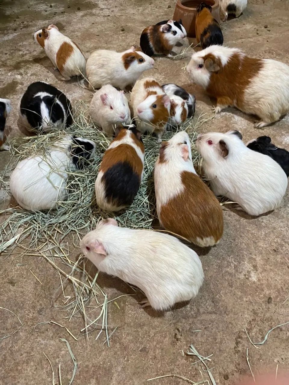 Hamster russo e Porquinho da Índia inglês - Foto 2