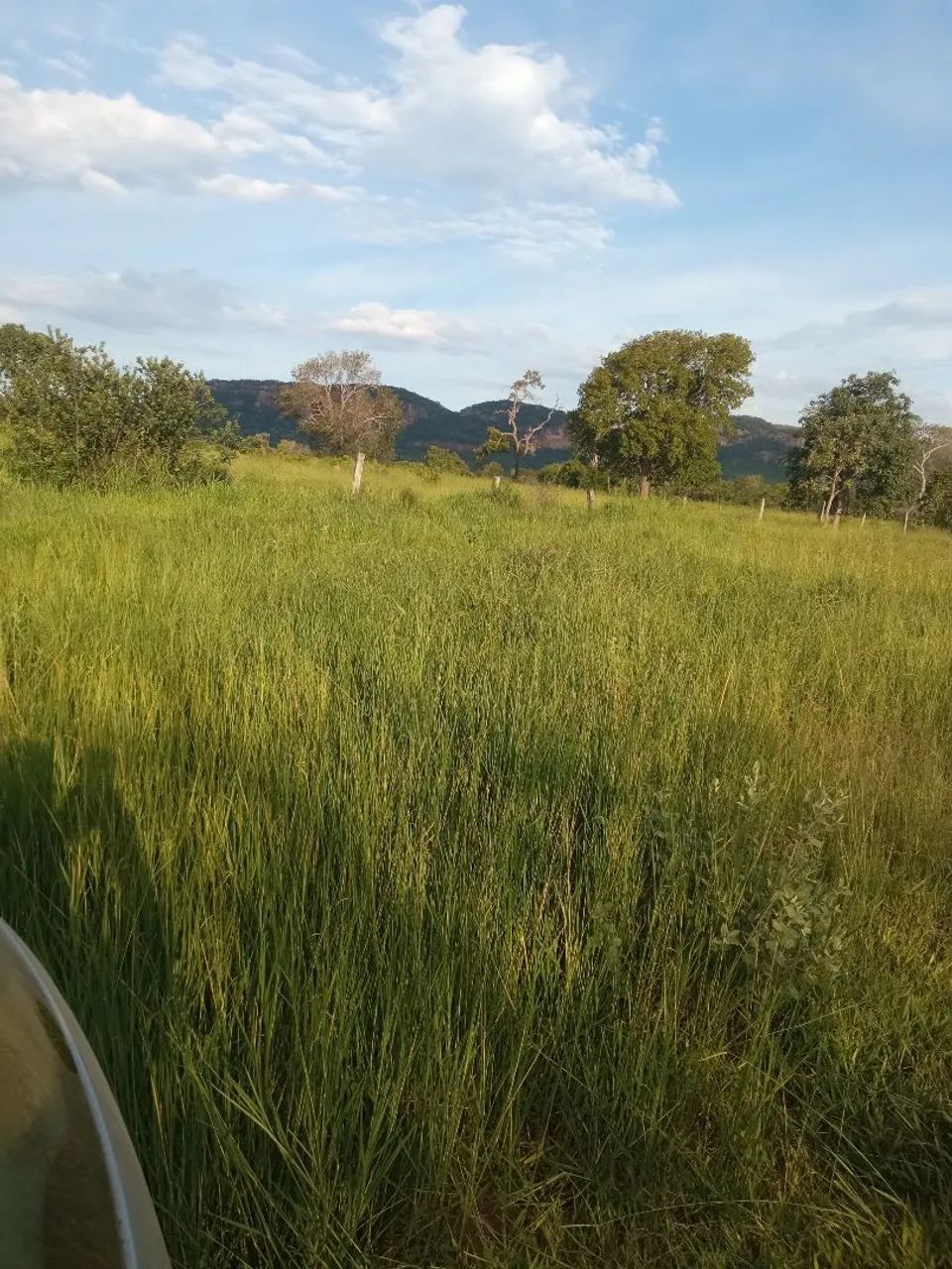 Fazenda pastagem rio verde MS arrendamento  - Foto 3