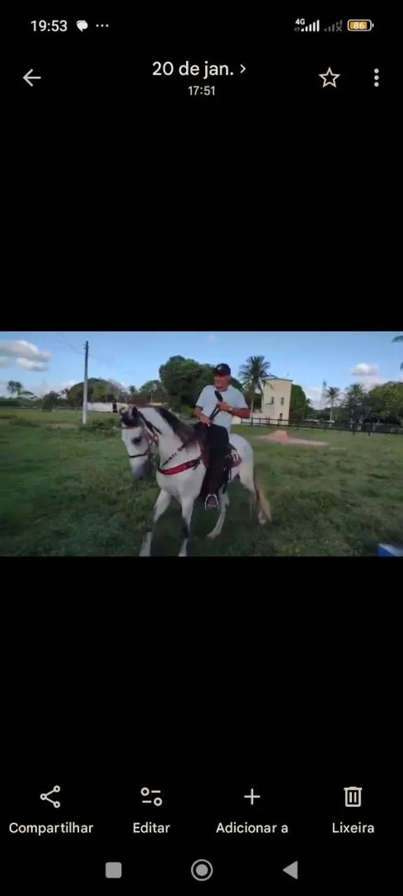Cavalo mangalarga  - Foto 3