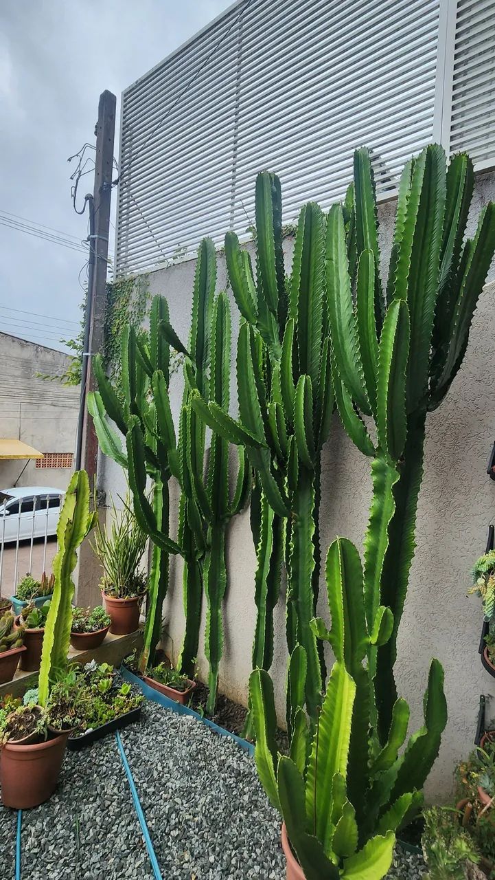 CACTOS E SUCULENTAS 