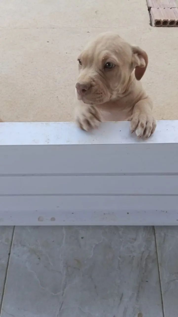 Filhotes de pitbull - Foto 2