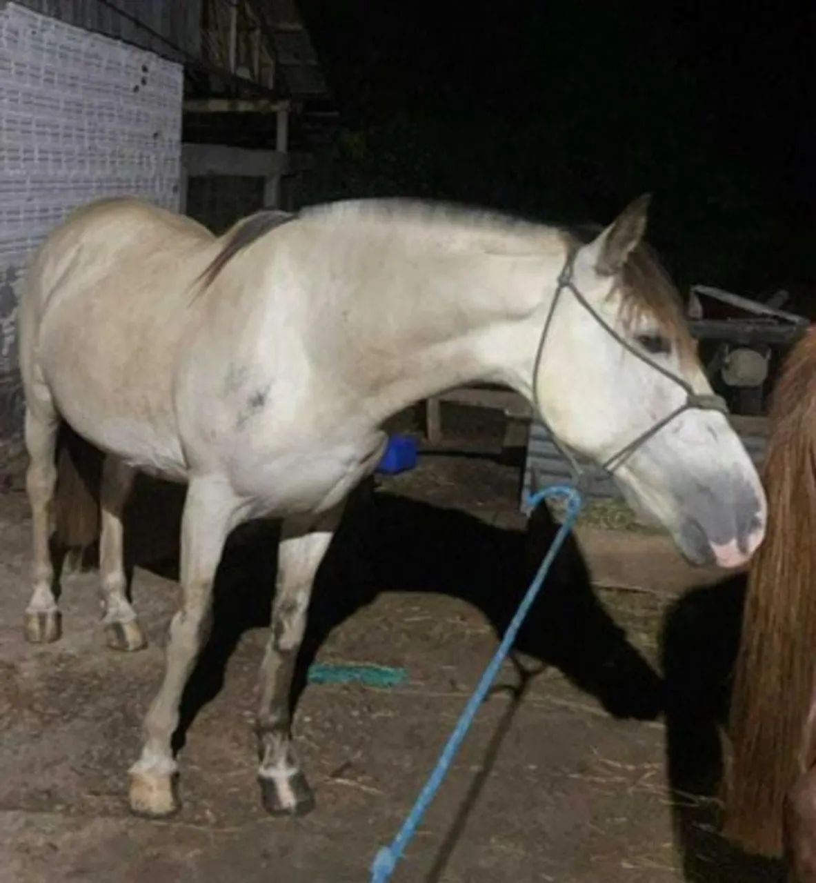 Vendo cavalo baio merengue lindo cavalo manço bom de laço rédia prós dois lados cavalo bom