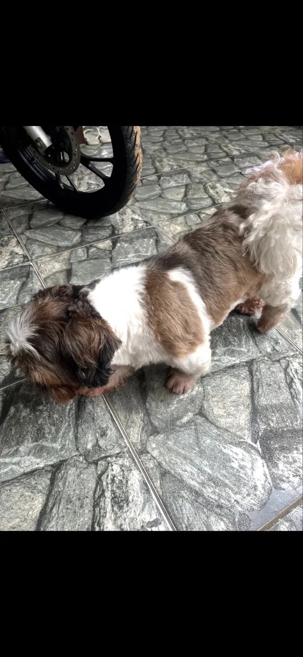 Shih tzu macho - Foto 2