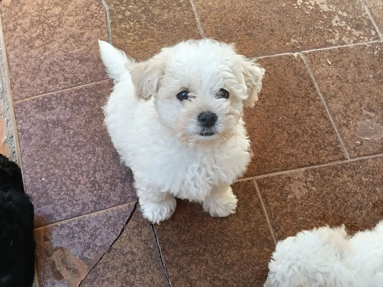 POODLE MACHO  - Foto 2