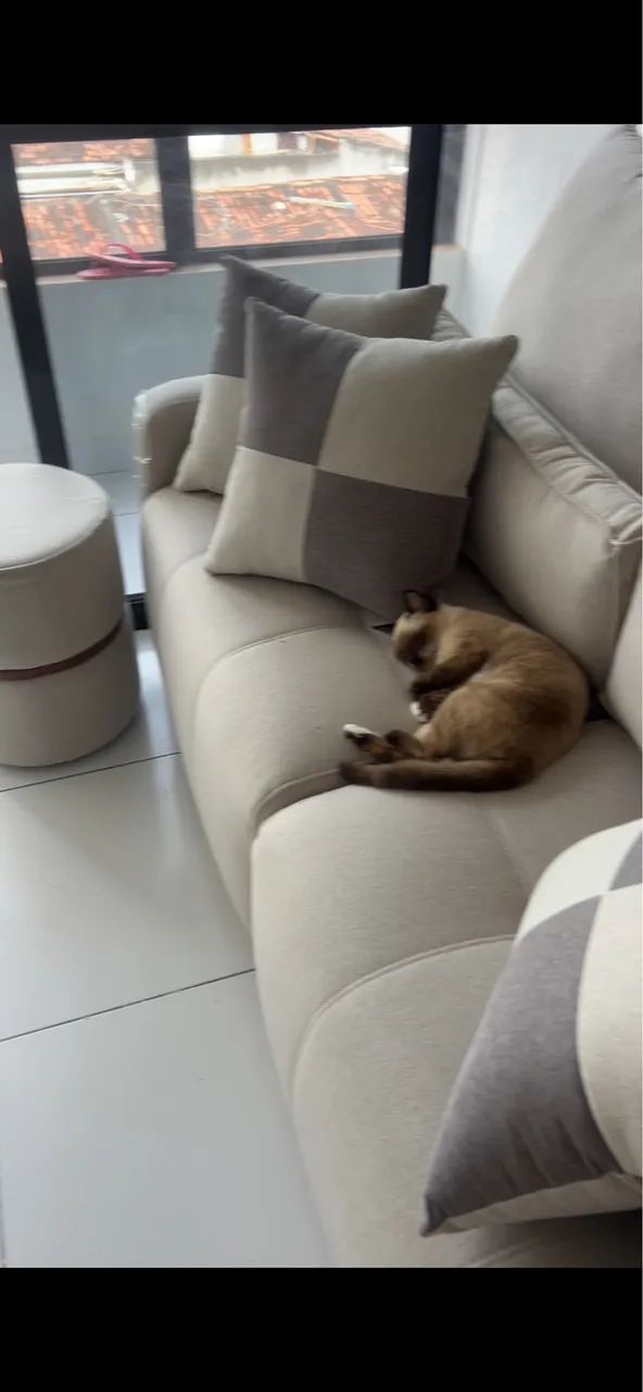 Gata para doação 