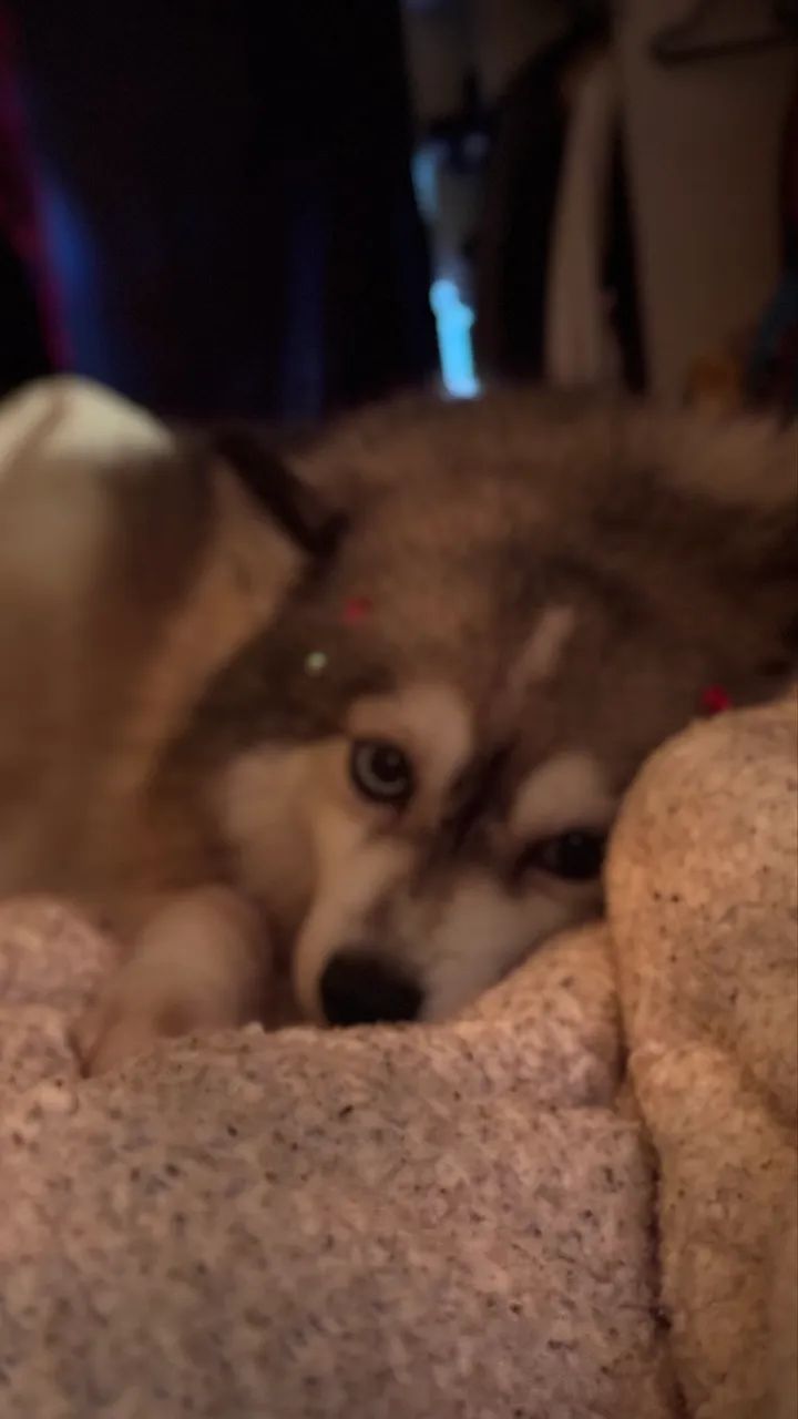 Pomsky fofinho mini  - Foto 2