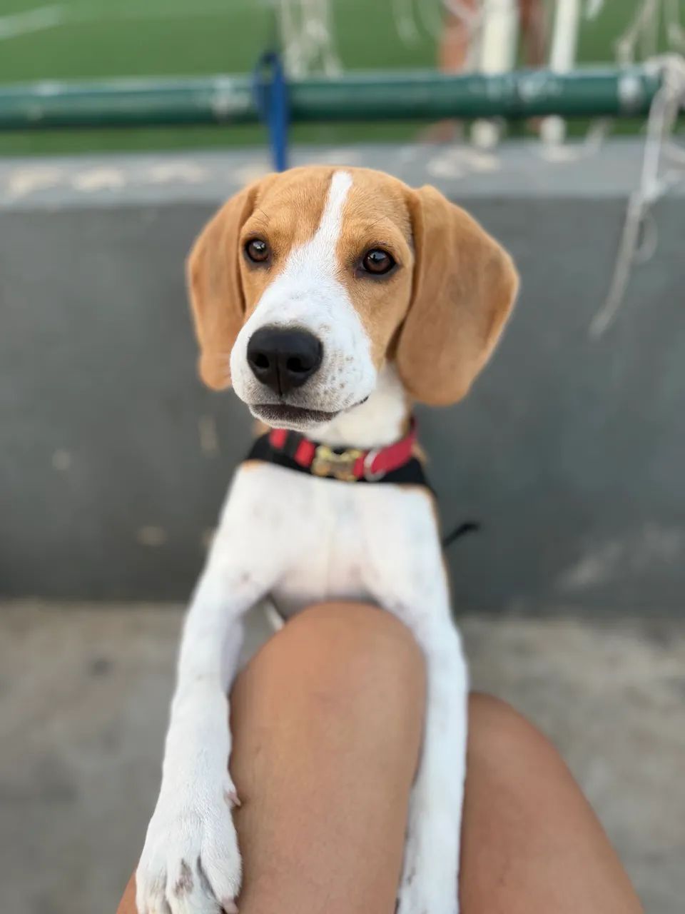 Cachorro  - Foto 3