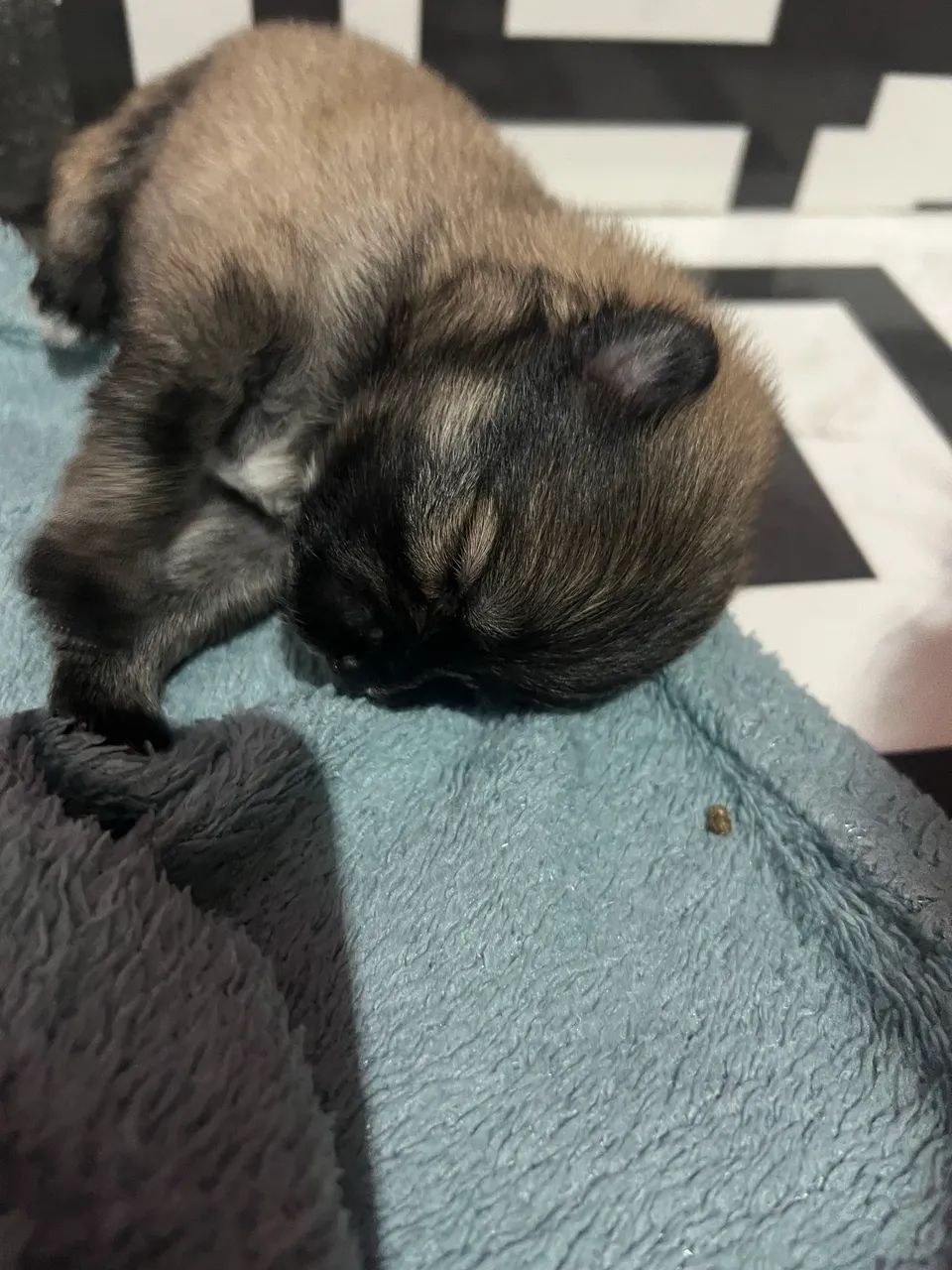 Cachorro 