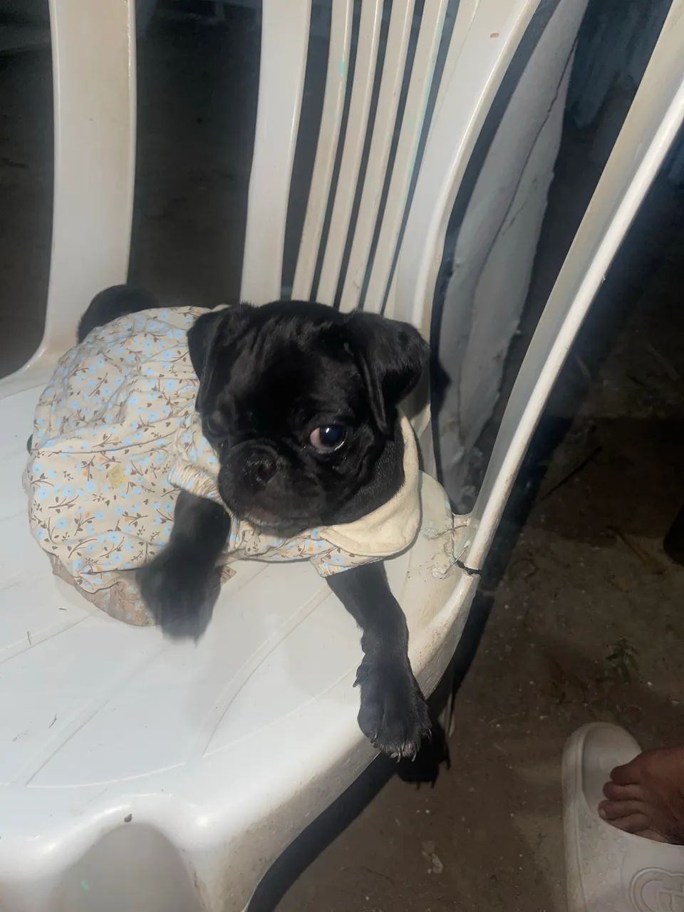Pug fêmea  - Foto 3