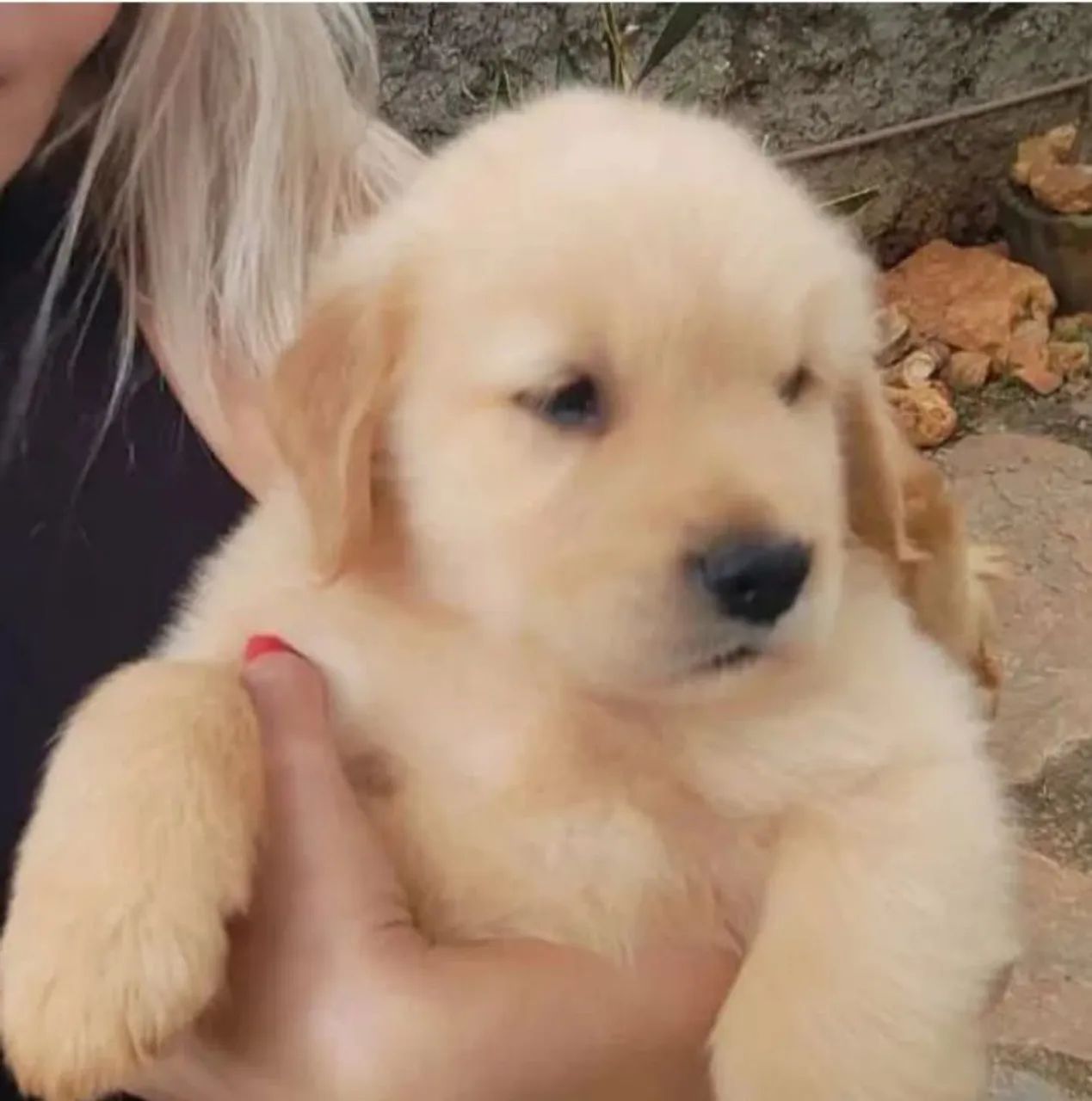 Cachorro Golden Retriever - Foto 3