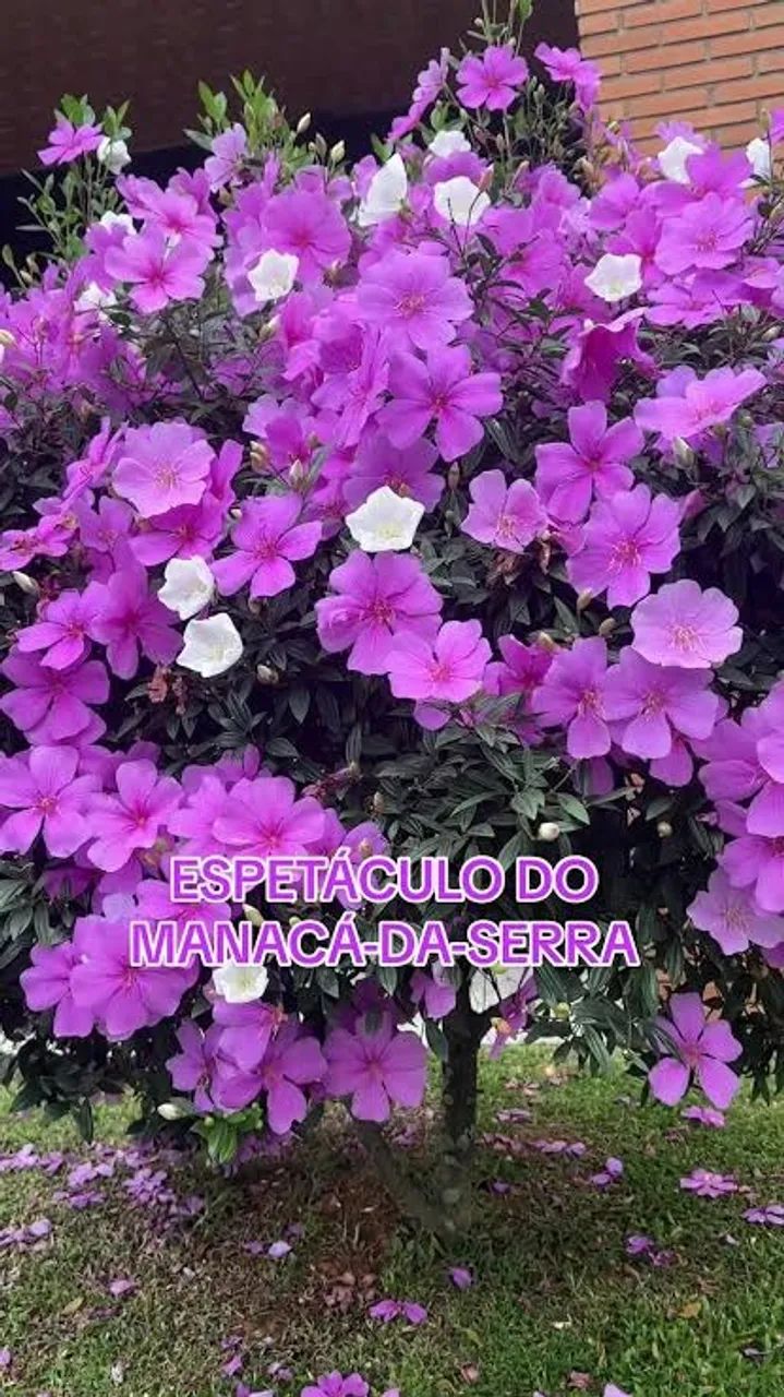 mudas do manaca da serra anão  - Foto 2
