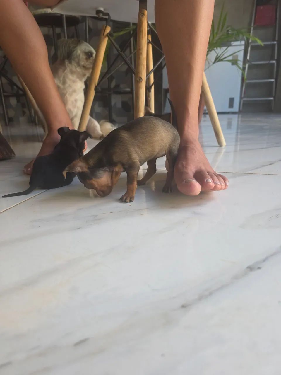 Pinscher 0