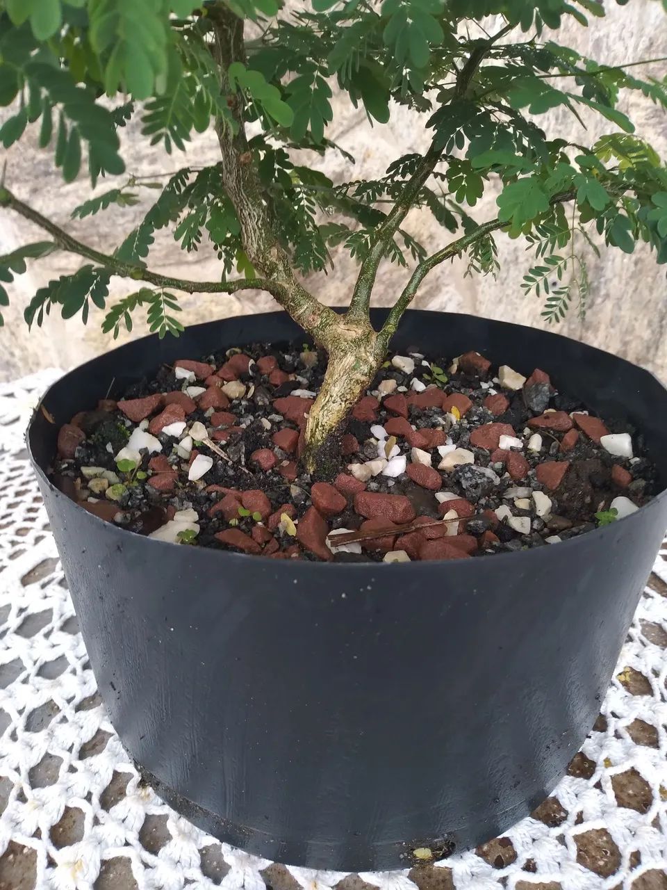 Bonsai Pitheco  - Foto 2