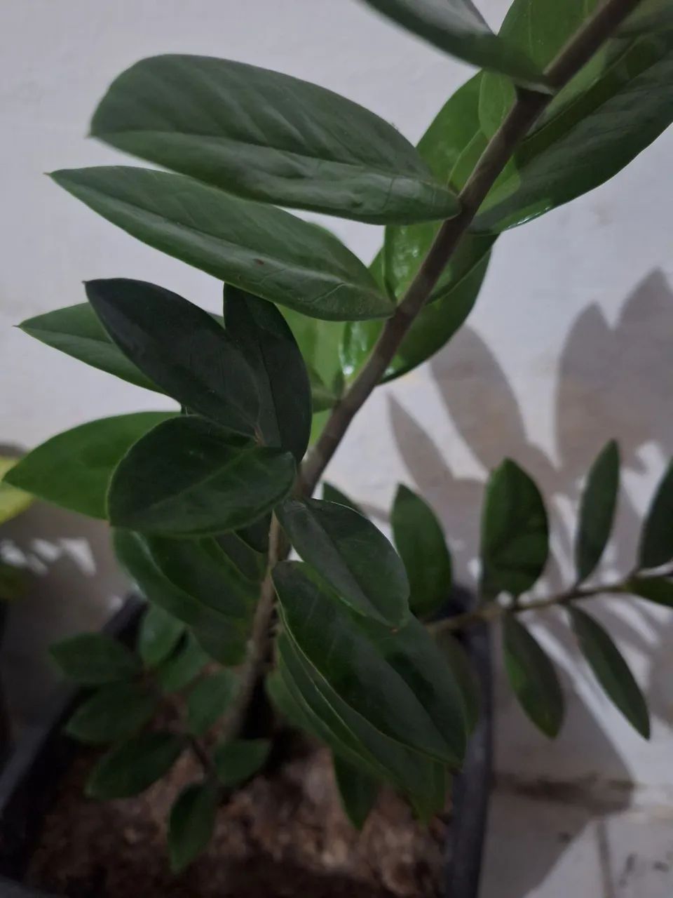 Kit com 3 plantas + Vasos - Foto 5