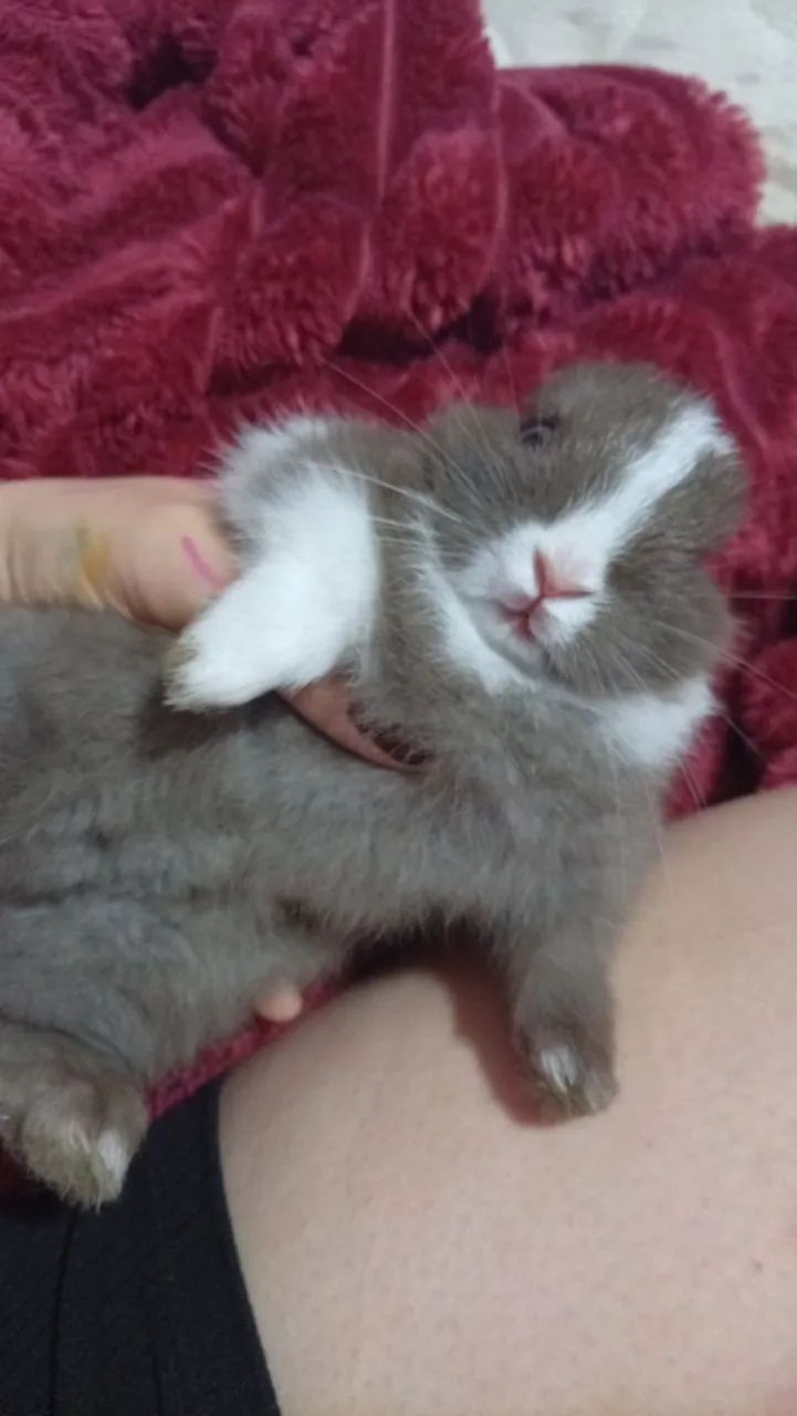 Mini Coelho - Foto 3