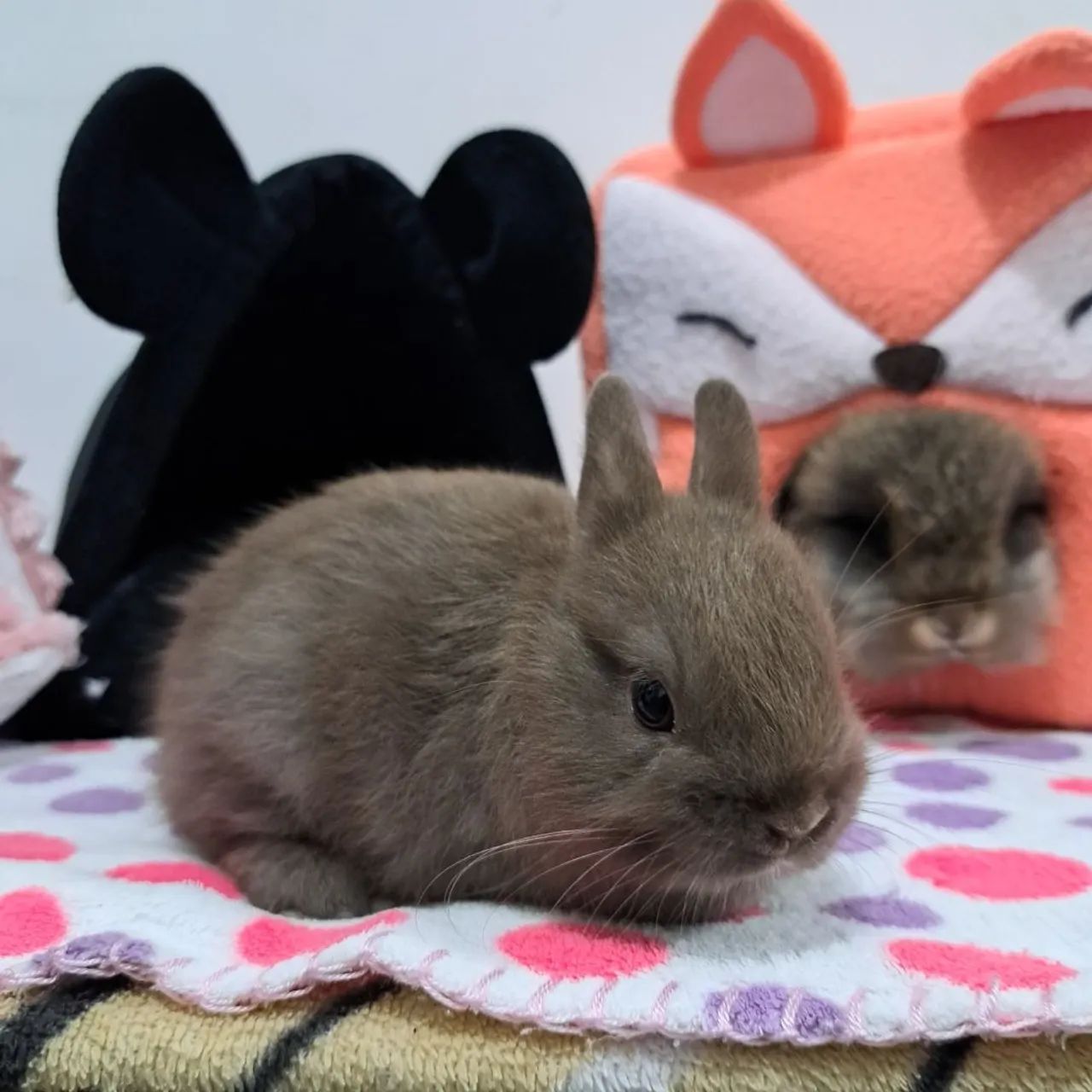 Mini coelho  - Foto 2