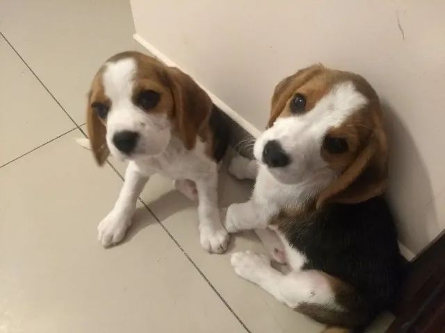 Beagle inteligente e leal 