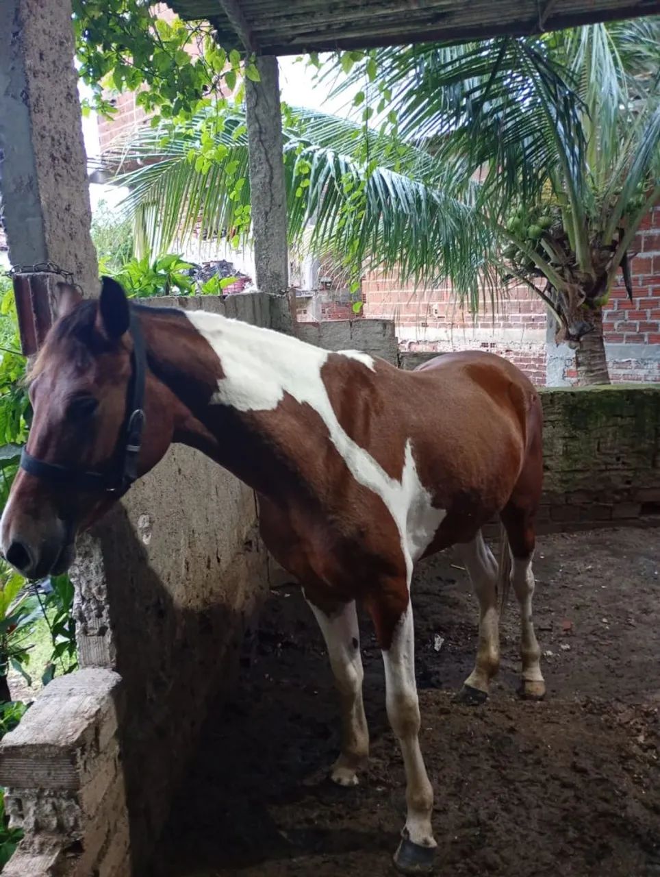 Cavalo  - Foto 3