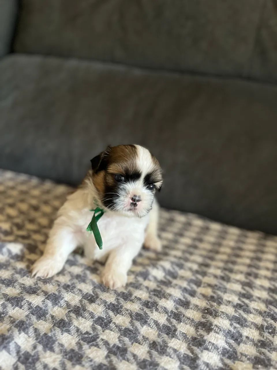 Shihtzu macho puro - Foto 2