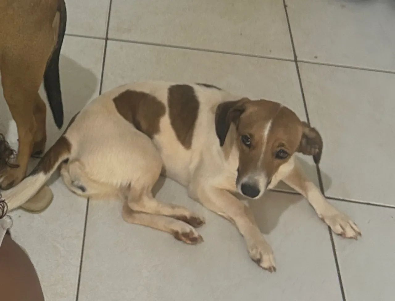 Doação cachorra - Foto 3
