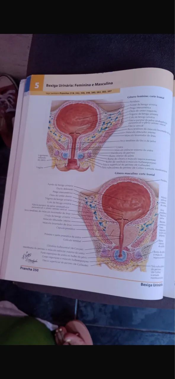 Netter anatomia - Foto 3