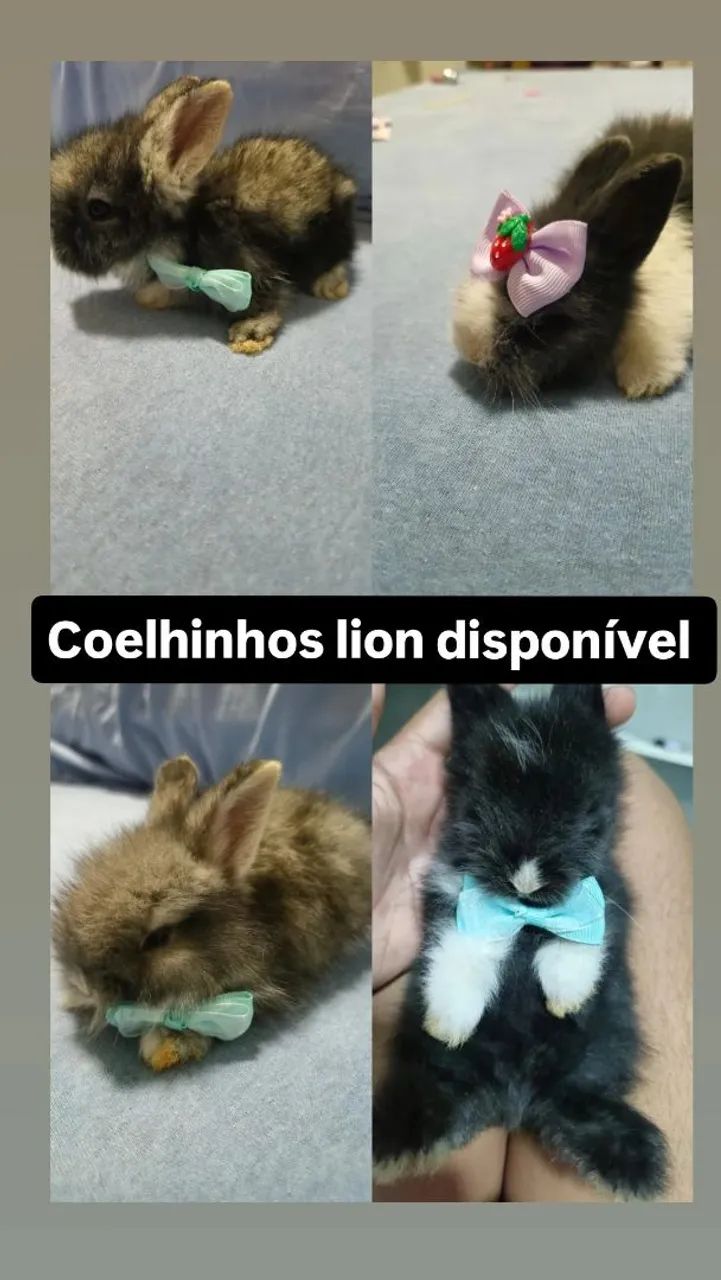 Filhote de coelho lion (mini) - Foto 2