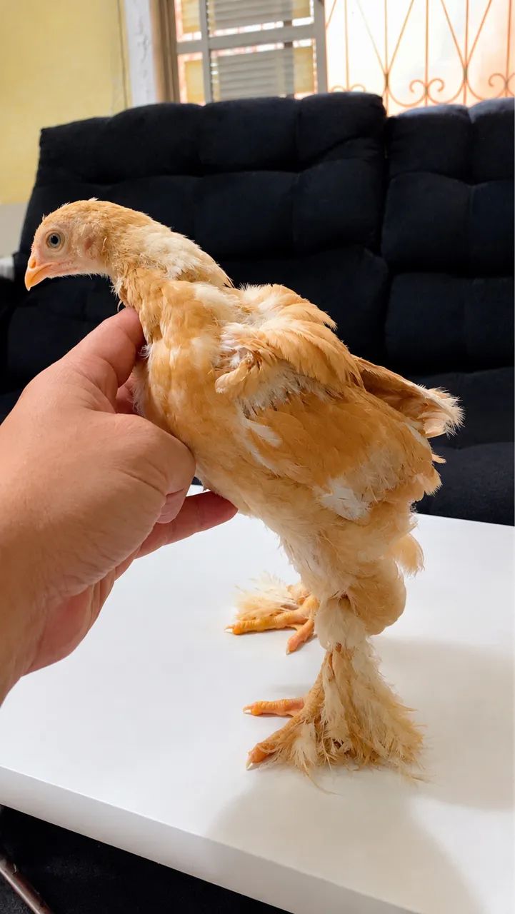 Pintinho Brahma - Foto 4