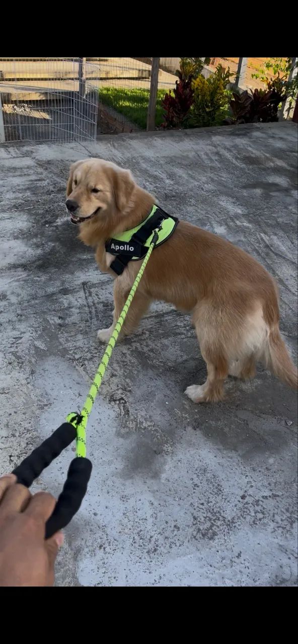 Filhote Golden Retrieve - Foto 5