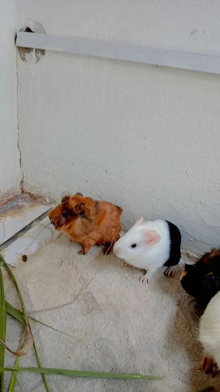 Porquinhos da Índia  - Foto 2
