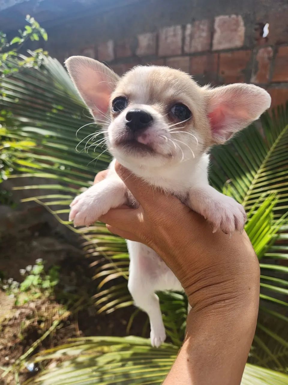 Chihuahua Macho  - Foto 4