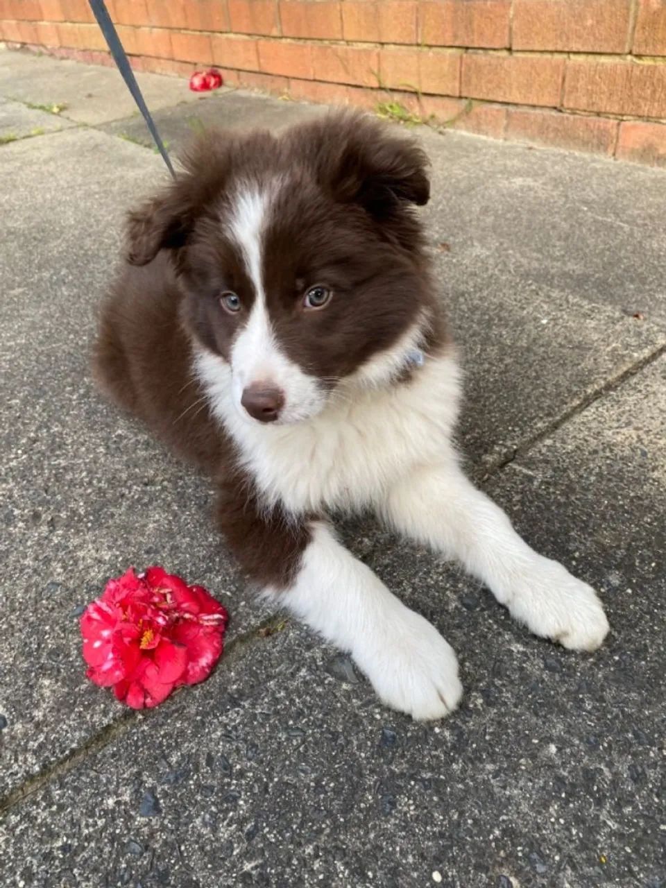 Border collie inteligente 