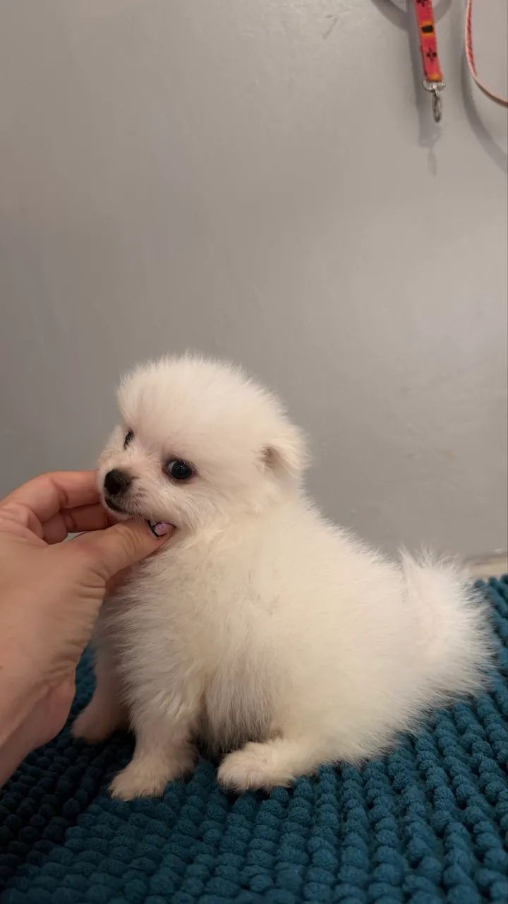 Spitz alemão  - Foto 2