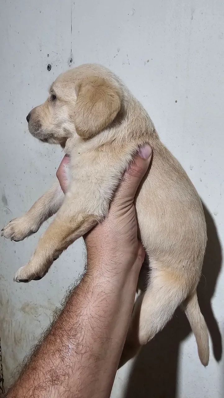Filhote de labrador Retrivier  - Foto 4