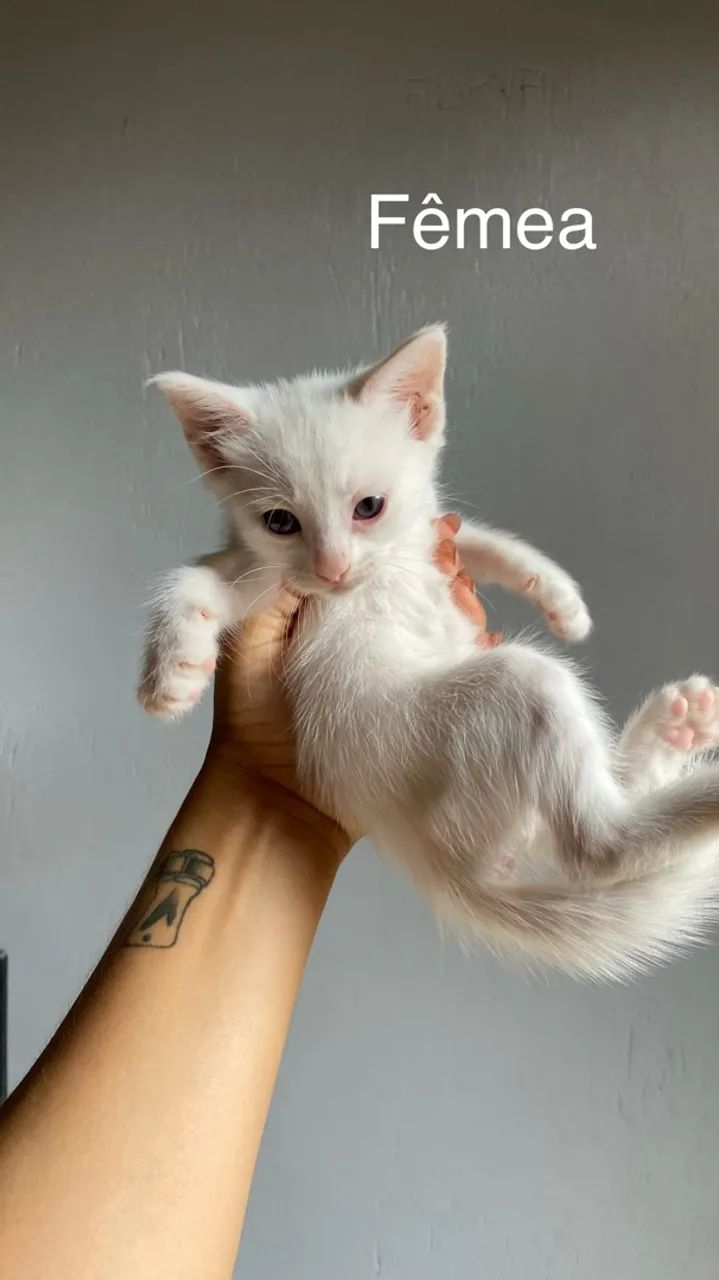Gatos para adoção - Foto 3