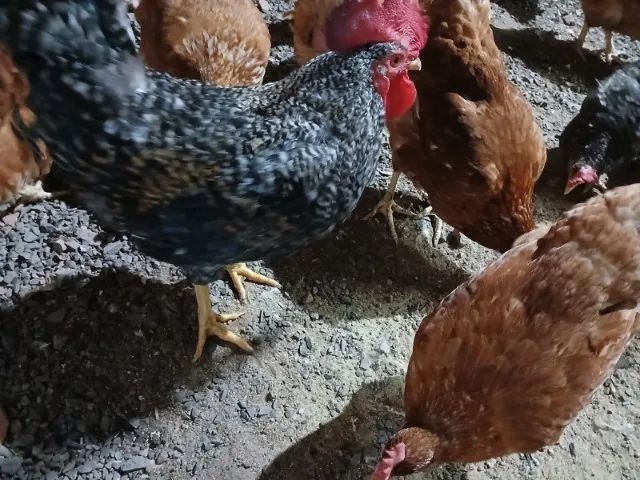 Tenho 10 galinhas poedeiras raça Isa Brown pra Vender - Foto 6