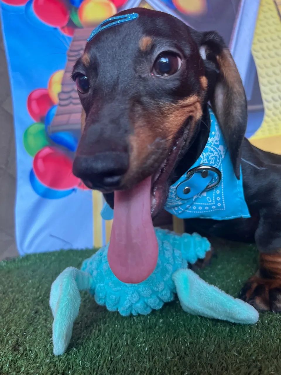 Dauschund  Teckel R$ 1.500 - Foto 3