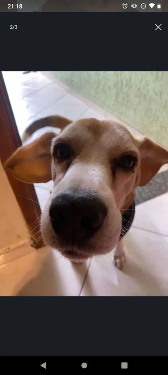 Doação - Beagle - Foto 2