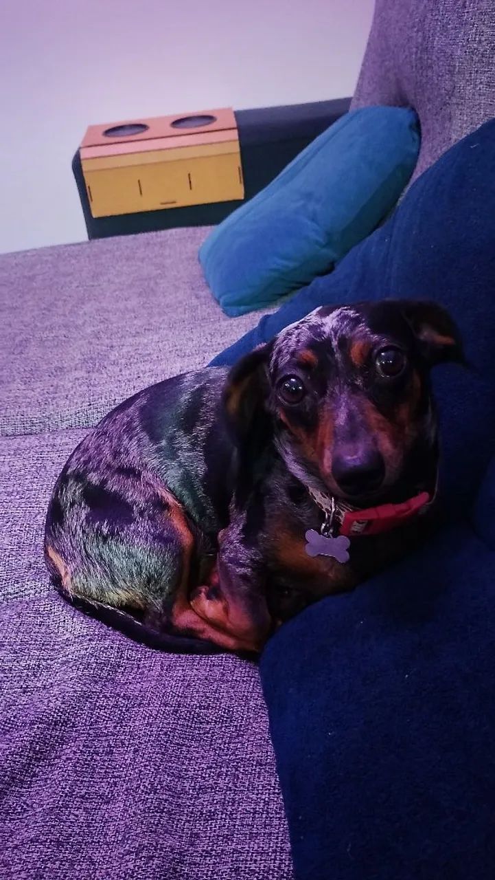 Salsichinha Kaninchen quer namorar - Foto 3